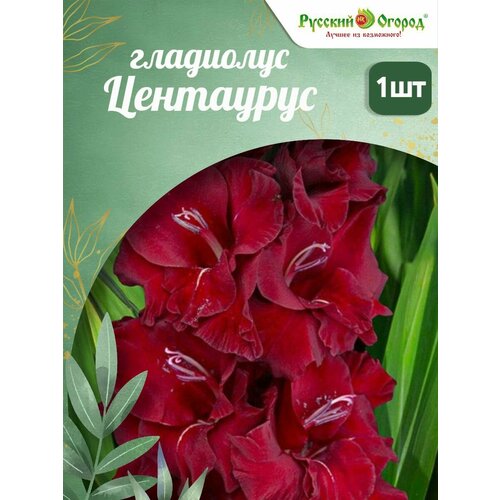 ���� ��������� ������� ������ 