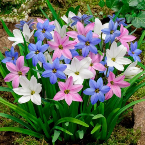 ���� �������� ������, botanica garden, ������ ���� �������, ( 10 ���� ), ������ �� 442 ���