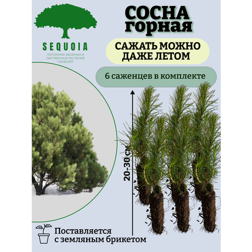 ���� ����� ������ 6 ��������, ������ �� 2300 ���