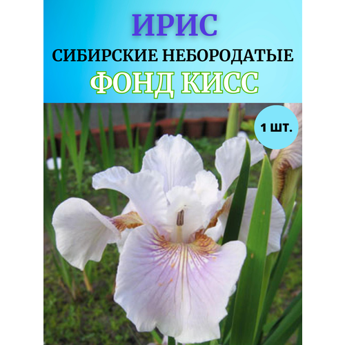 ���� ���� �������� ���� ����, ����������� �����, ������ �� 450 ���