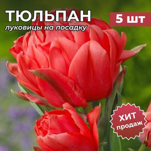 ���� �������� �������� �� ������� 