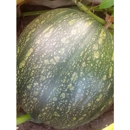 ���� ������ ����� ��������� ����������, ������ �� 132 ���