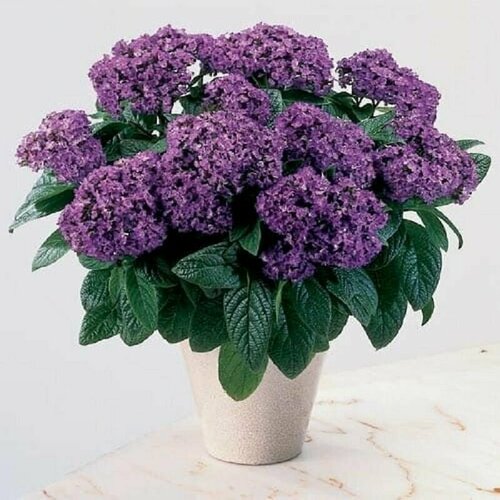 ���� ���������, ������, ������ �� 413 ���