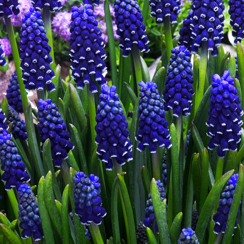 ���� ������� DARK EYES (10 �������), ������ �� 477 ���