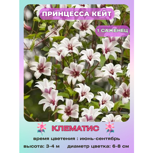 ���� �������� ��������� ����, ������ �� 800 ���