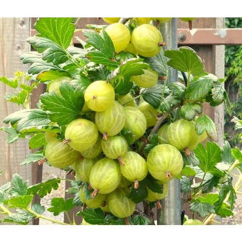    , C3 (2 ) (1    3 .),   1612 