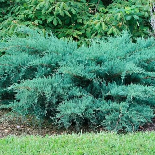 ���� ������������ ������� ����������� ������, ������ �� 1099 ���