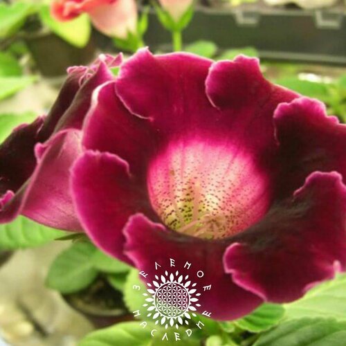      -  (. Sinningia speciosa) 10 ,   380 