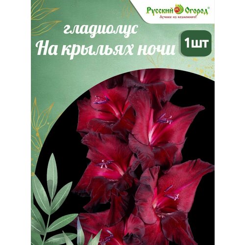 ���� ��������� ������� ������ 