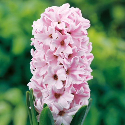 ���� ������� FONDANT (4 ��������), ������ �� 490 ���