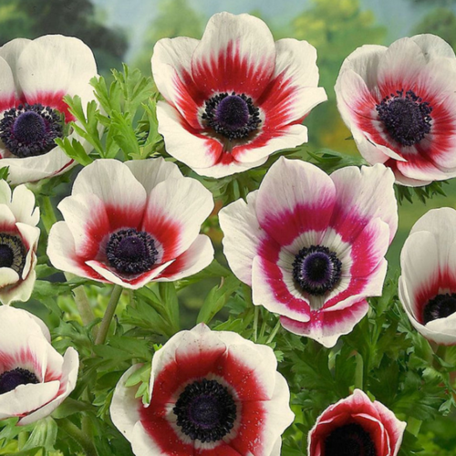 ���� �������� ������, chipollino flowers, ������� BICOLOR (10 �������), ������ �� 480 ���