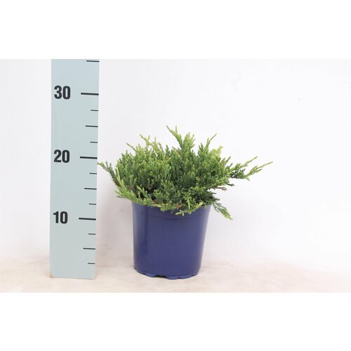 ���� ������������ �������������� 