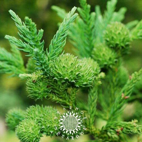 ���� ������ ����������� �������� (���. Cryptomeria japonica) 50 ��, ������ �� 490 ���