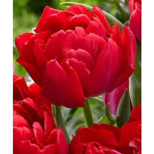 ���� �������� ����������� , �������� ���� FIRST PRICE ( 8 ���� ������ ), ������ �� 349 ���