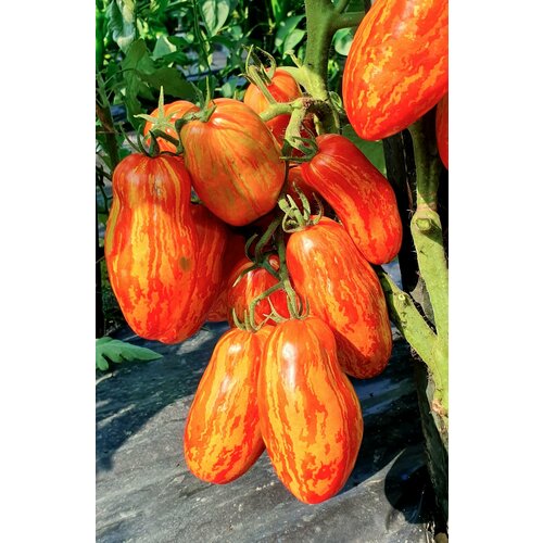      (Pepper like Striped) / Seeds And Goods /   zip-lock   10 ,   249 