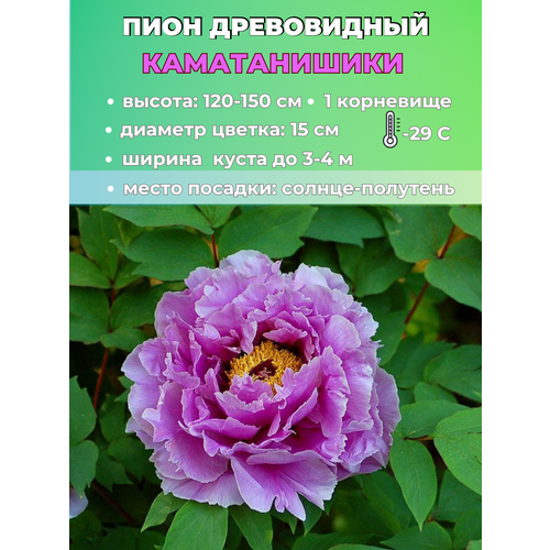 ���� ���� ����������� ������������, ������� 1 �����, ������ �� 650 ���