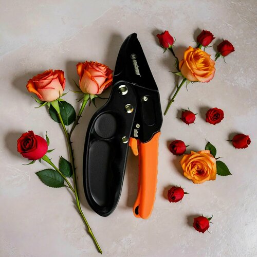 ���� ������� ������� � �������� ���������� � ����������������� ���������, 