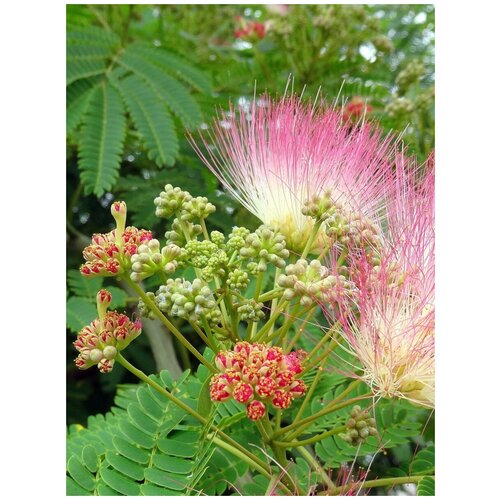     (Albizia julibrissin), 10 ,   410 