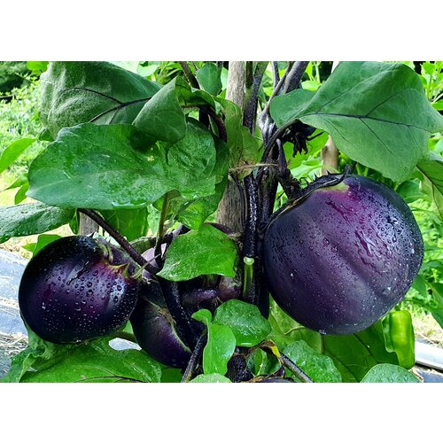 ���� ������ �������� ������� ������� (Nagaoka Kinchaku) / Seeds And Goods / � �������� zip-lock ��� ���������� 15 �����, ������ �� 249 ���