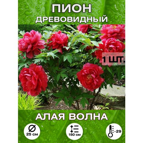 ���� ���� ���� �����, ���������, ������ �� 650 ���