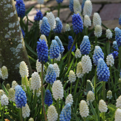 ���� ������� MIX (10 �������), ������ �� 415 ���