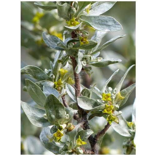 ���� ������ ��� ����������� ������������� (Elaeagnus commutata), 20 ����, ������ �� 400 ���