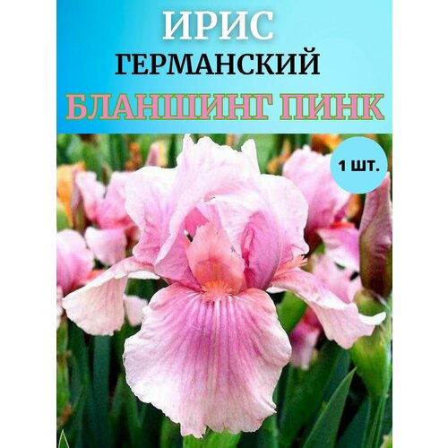 ���� ���� �������� 1 ��, ����������� �����, ������ �� 450 ���