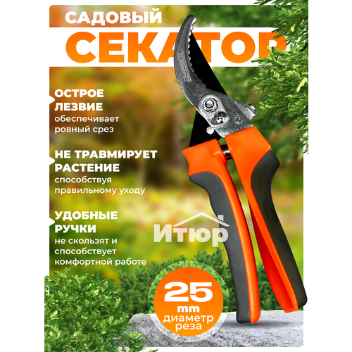 ���� ������� ��� ���� � �������, ������ �� 350 ���