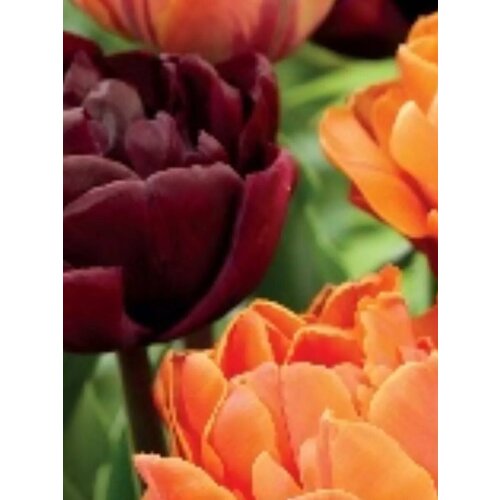 ���� �������� ������� �������� ��� ����� ���� - 10 ��., ������ �� 1108 ���