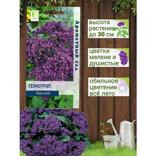 ���� ������ ������ ����� 