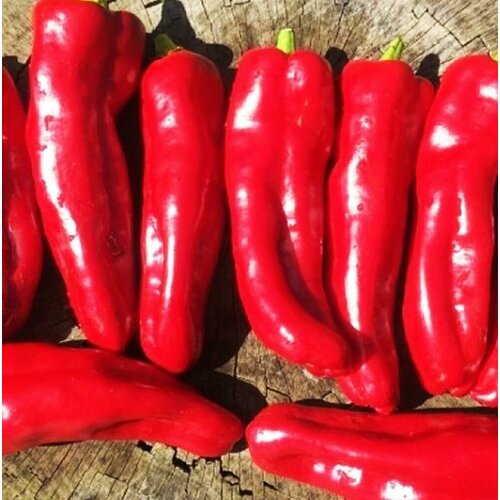 ���� ����� 