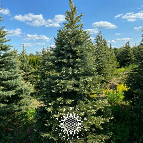     -   (. Picea glauca) 30  Green Legacy,   375 