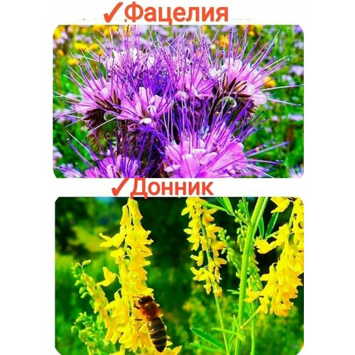    //, 400 (+),    , 100% ,   685 