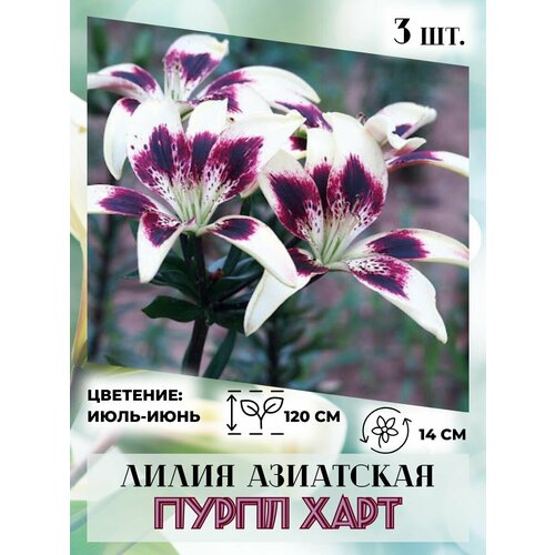 ���� ����� ���������, �������� 3 ��, ����������� �����, ������ �� 410 ���