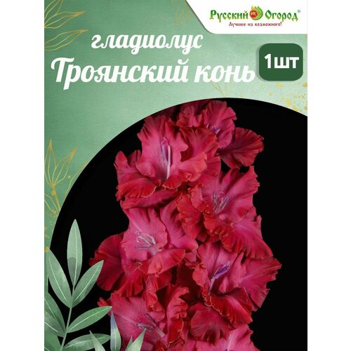 ���� ��������� 