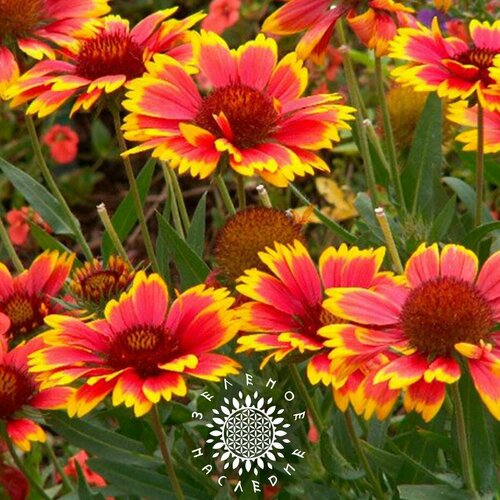     -  (. Gaillardia aristata) 50 ,   340 