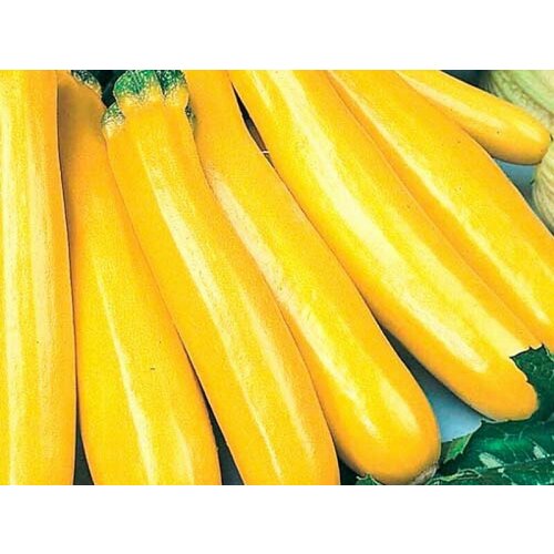 ���� ������ ������� ������ 1� ������ (������� ������), ������ �� 40 ���