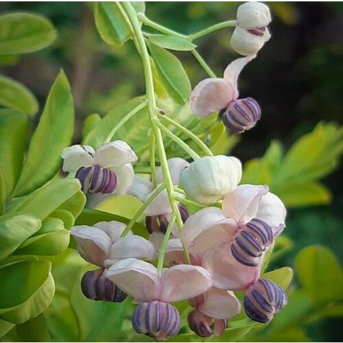     - Silver Bells (  -  0,5 ) /   ,  /  , ,   ,   2665 