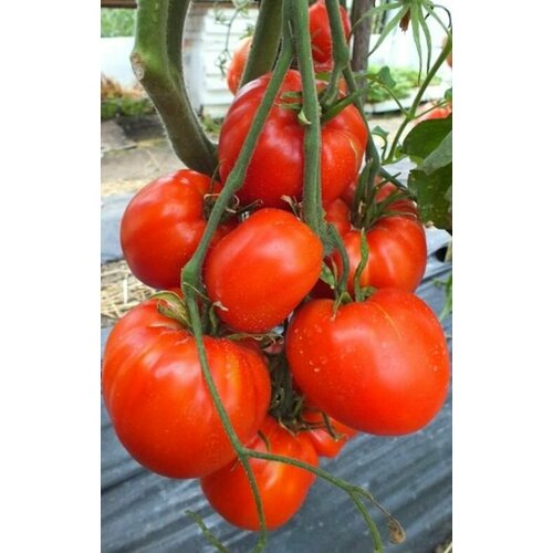 ���� ������ ������ ������ ������� (Kangaroo Heart) / Seeds And Goods / � �������� zip-lock ��� ���������� 10 �����, ������ �� 249 ���