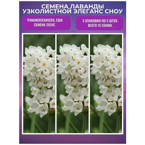 ���� ������� ����������� ������� ���� 3 �������� �� 5 ����, PanAmerican Seed, ���, ������ �� 373 ���