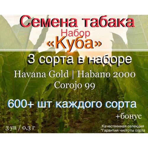 ���� ������ ������ ����� 