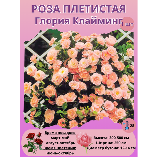 ���� ���� ��������� ������ ��������, ����������� �����, ������ �� 450 ���