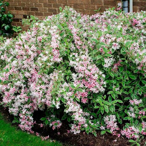 ���� ������� �������� ����� �������� (1 ������� � ������ 15-20 ��). Belgium Plants Van. (�������), ������ �� 784 ���