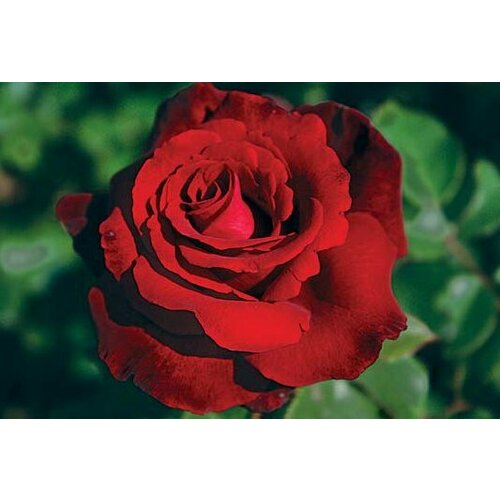    -   ( ) 5 . (1 ),   497 