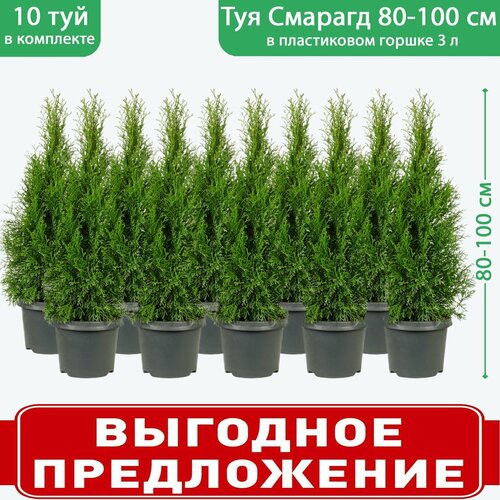 ���� ��� �������� ������� C3, ������ 80-100 ��, ������� ������ 19 ��, 10 ��������, ������ �� 21500 ���