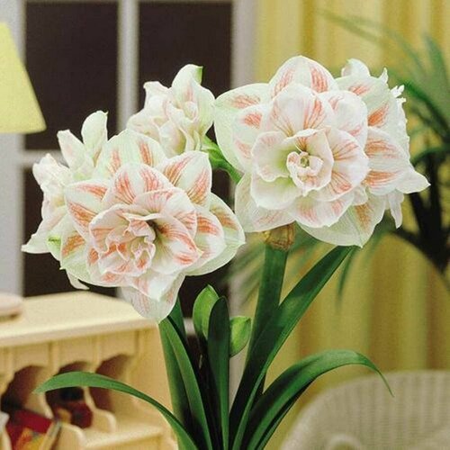 ���� ����������� ����, Hippeastrum Nymph, �����, ������, ������ �� 433 ���