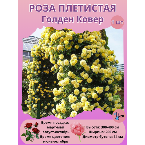 ���� ���� ��������� ������ �����, ����������� �����, ������ �� 450 ���