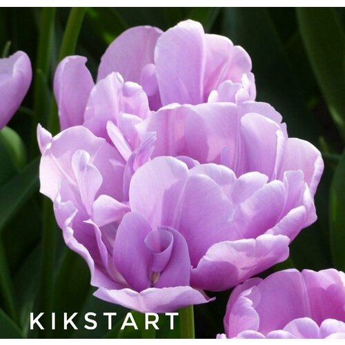    ,   KIKSTRAT (4 ),   629 