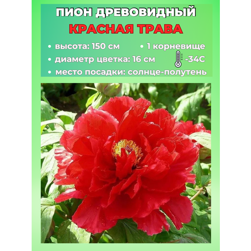 ���� ���� ����������� ������� �����, ������� 1 �����, ������ �� 650 ���