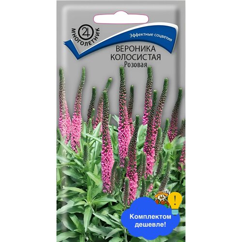 ���� ������ ����� 